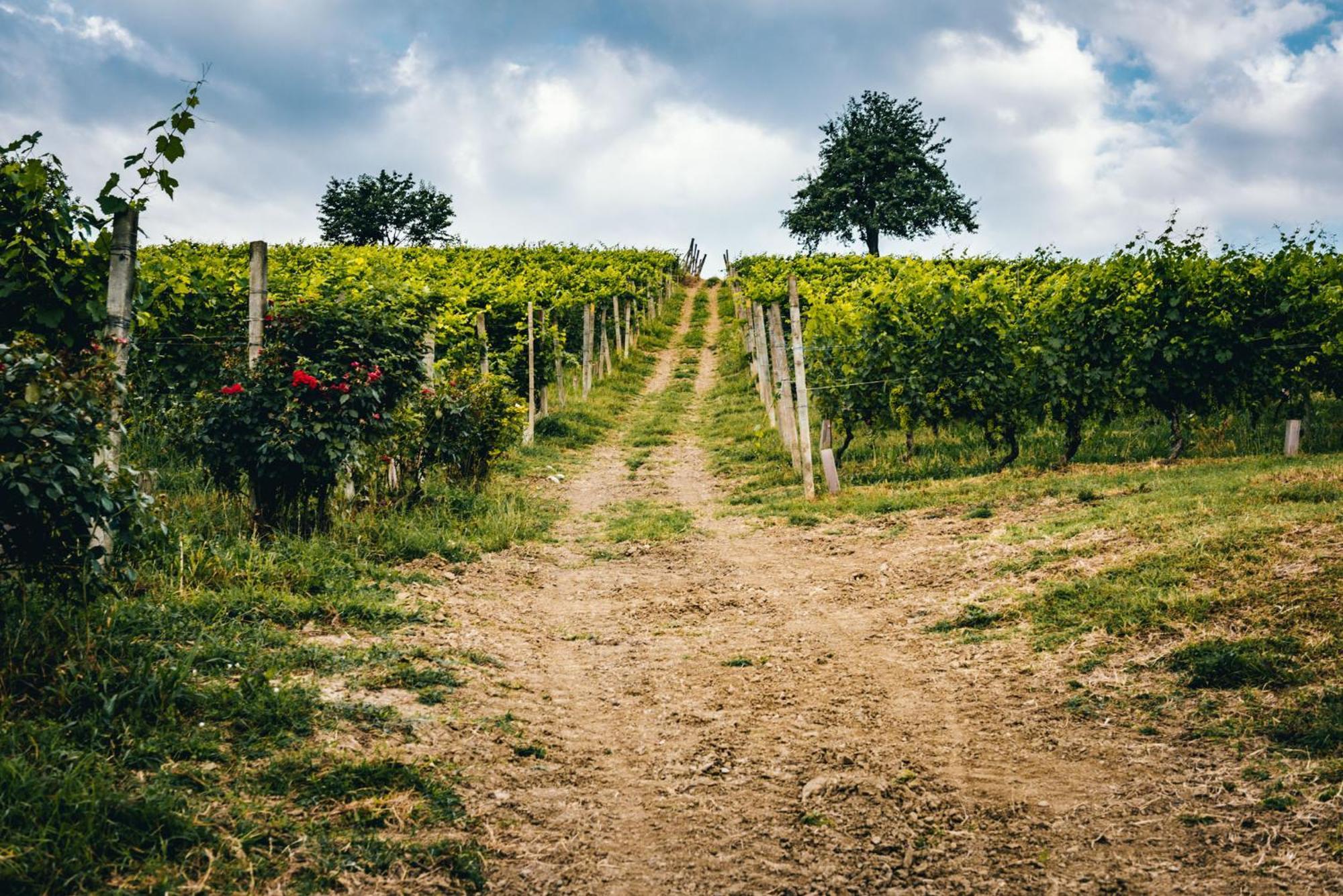 Agriturismo Dacapo Agliano Terme Εξωτερικό φωτογραφία